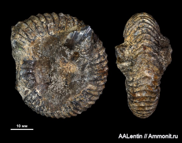 аммониты, мел, Самарская область, Surites, нижний мел, Новая рачейка