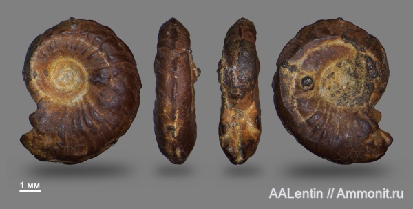 аммониты, юра, келловей, Самарская область, Quenstedtoceras, Ammonites, Заводское обнажение, Callovian, Jurassic