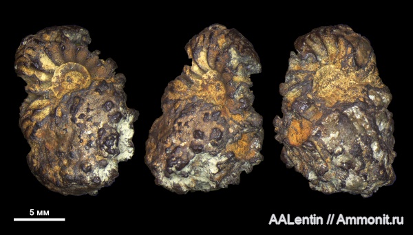 аммониты, юра, Cardioceras, оксфорд, Самарская область, Cardioceras cordatum, Ammonites, Заводское обнажение, Jurassic