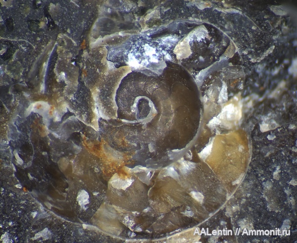 аммониты, мел, Самарская область, нижний мел, Simbirskites, Кашпир, аммонителла