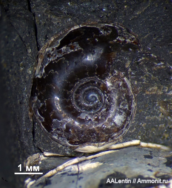 аммониты, мел, Самарская область, нижний мел, Speetoniceras, Кашпир, аммонителла
