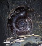 Аммонит Speetoniceras? с аммонителлой