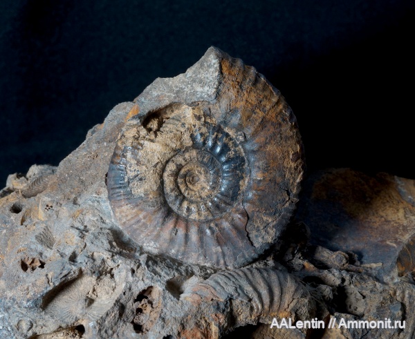 аммониты, юра, келловей, Самарская область, Proplanulites, ушки, Ammonites, Алексеевский район, lappets, Callovian, Jurassic, Middle Jurassic