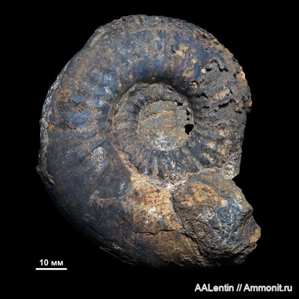 аммониты, юра, келловей, Самарская область, Kepplerites, Ammonites, Kepplerites gowerianus, Алексеевский район, Callovian, Jurassic, Middle Jurassic