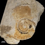 Укушенная наутилида Domatoceras sp.