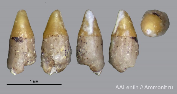 триас, Самарская область, зубы рыб, Яблоново-Врагское местонахождение, Saurichthys, нижний триас, fish teeth, лучепёрые рыбы