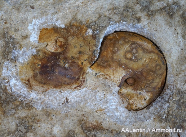 нижний карбон, Тульская область, Nautiloidea, Nautilida, визейский ярус, Ephippioceratidae, тульский горизонт