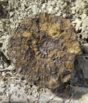 Гигантский Aulacostephanus camericensis Cope & Etches