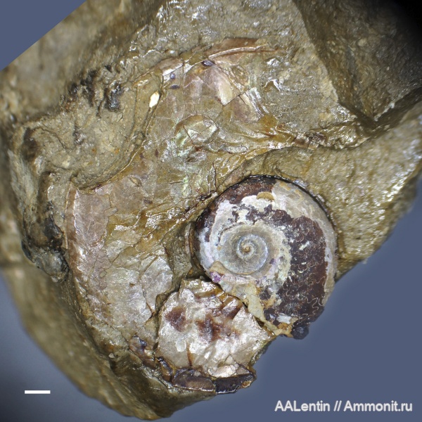 юра, кимеридж, Самарская область, ушки, Microconchs, Заводское обнажение, lappets, Kimmeridgian, Lingulaticeras