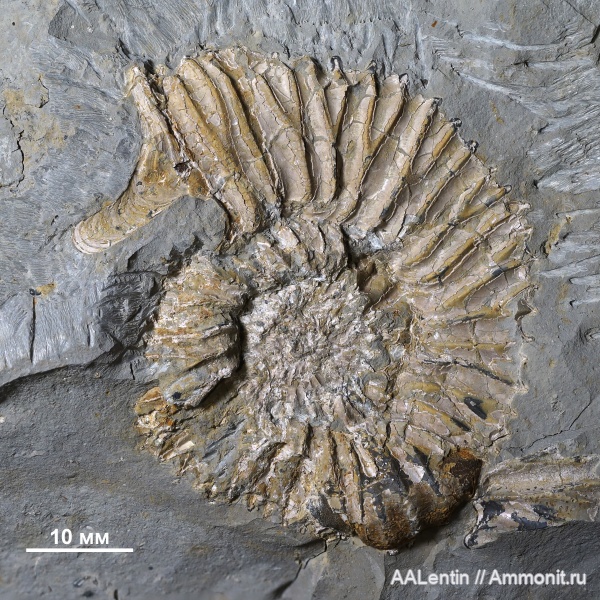 юра, кимеридж, Самарская область, ушки, устье, Sarmatisphinctes, Sarmatisphinctes subborealis, Заводское обнажение, Kimmeridgian