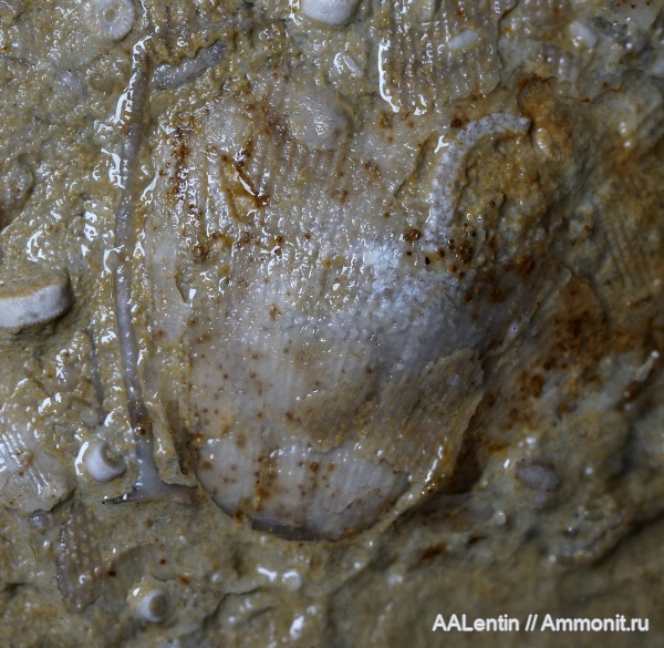 иглокожие, карбон, гжельский ярус, верхний карбон, Самарская область, Сокский карьер, офиуры