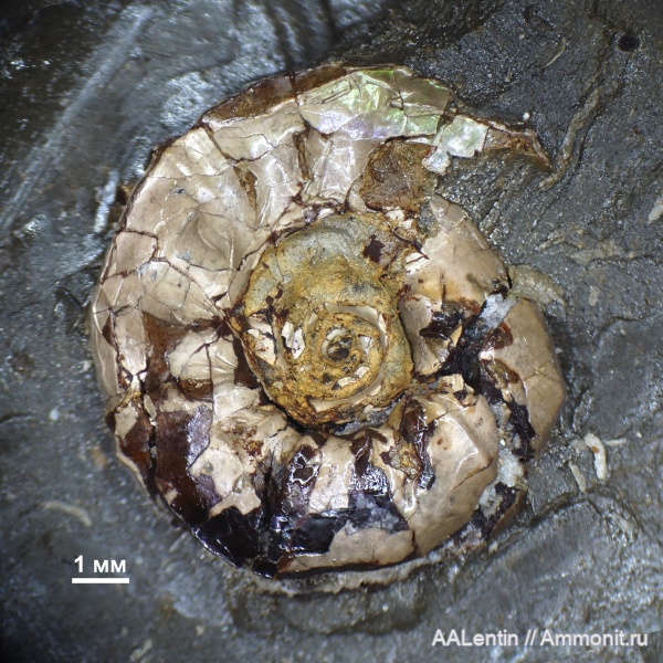 аммониты, юра, кимеридж, Самарская область, Aulacostephanus, Заводское обнажение, Kimmeridgian