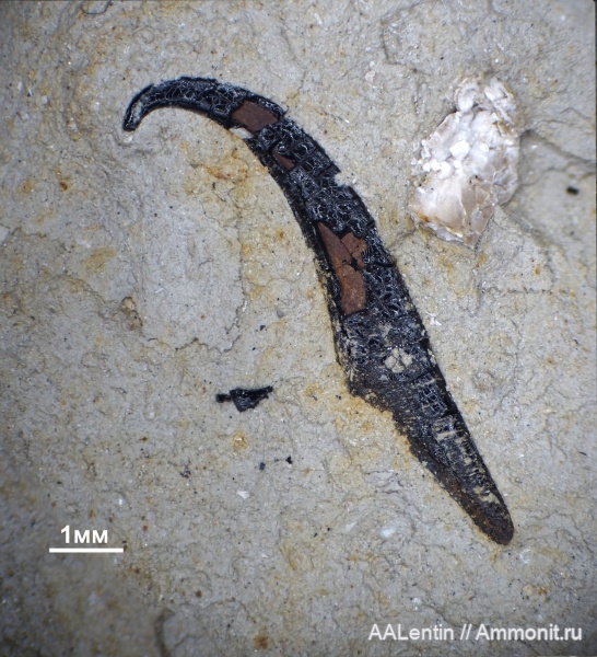 юра, кимеридж, Самарская область, Coleoidea, колеоидеи, Заводское обнажение, onychites, Kimmeridgian, Jurassic, крючья, онихиты