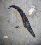 Онихит Coleoidea