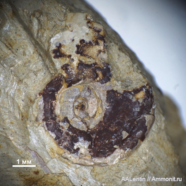 юра, кимеридж, Самарская область, Заводское обнажение, Kimmeridgian, Lingulaticeras