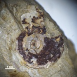 Аммонит Lingulaticeras