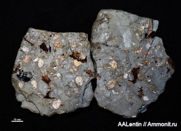 гастроподы, юра, двустворчатые моллюски, кимеридж, Самарская область, дно, Заводское обнажение, Kimmeridgian