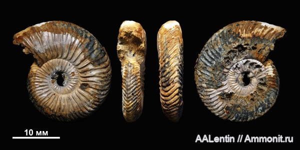 аммониты, юра, нижний келловей, келловей, Quenstedtoceras, Quenstedtoceras lamberti, Дубки, прижизненные повреждения, Саратовская область