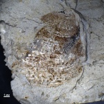 Аптих Laevaptychus?