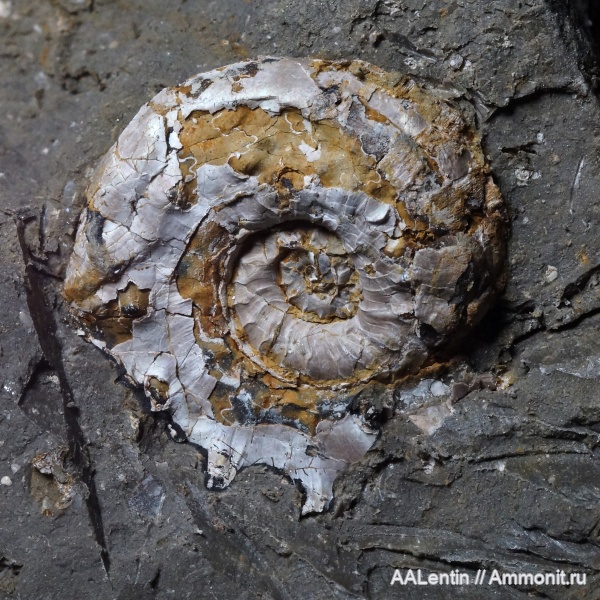 аммониты, юра, кимеридж, Самарская область, Aspidoceras, Aspidoceratidae, Заводское обнажение, Kimmeridgian, Jurassic