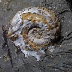 Аммонит Aspidoceras