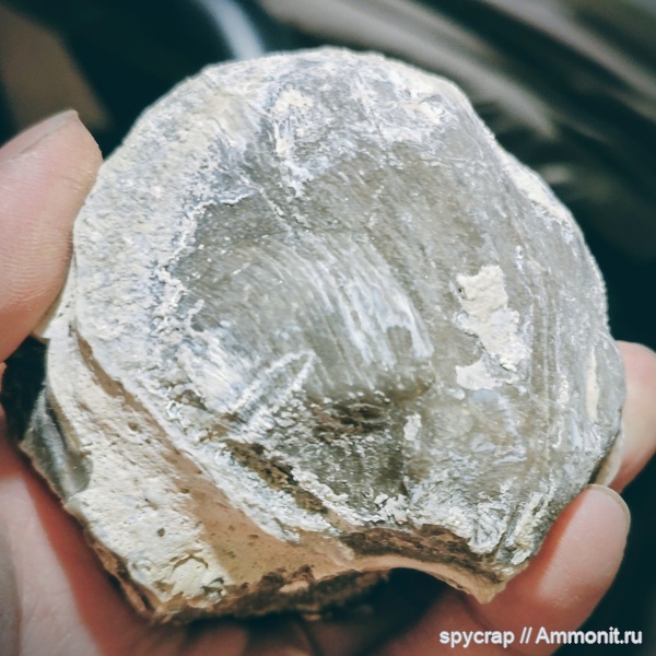 брахиоподы, нижний карбон (миссисипский)