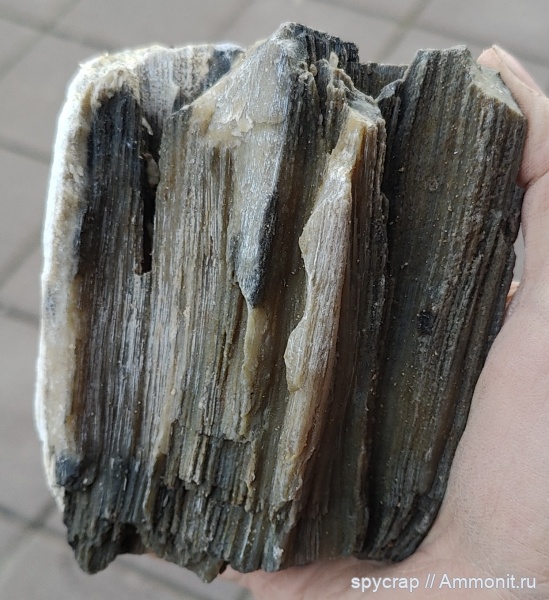 Хететес губка