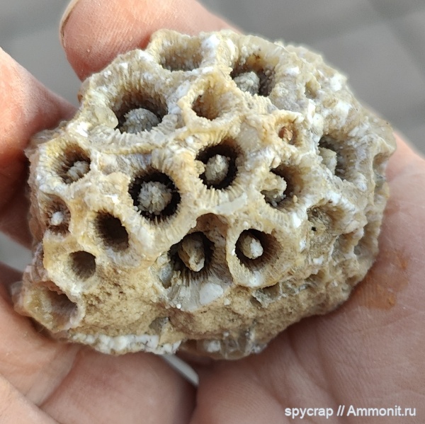 Колониальный коралл актиноциатус