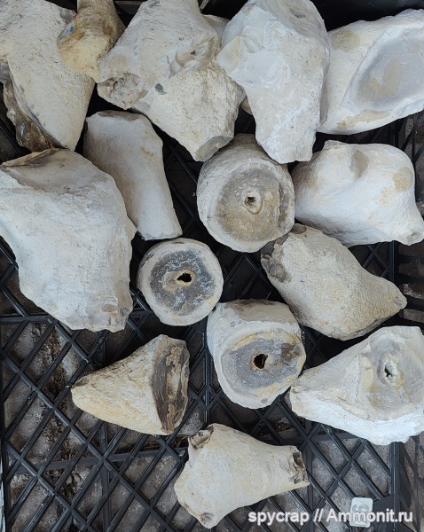 губки, ихнофоссилии