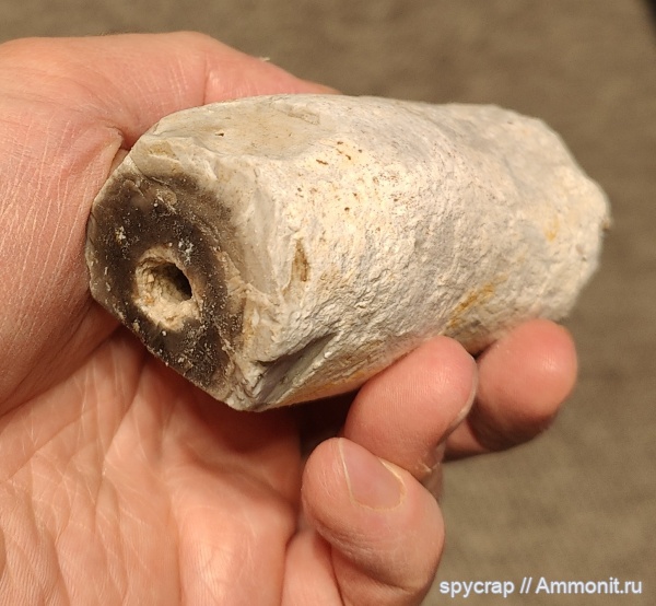 губки, ихнофоссилии