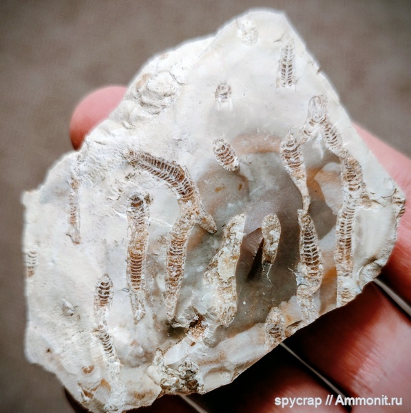 Rugosa, Siphonodendron, siphonodendron junceum