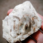 Колония многощетинковых червей