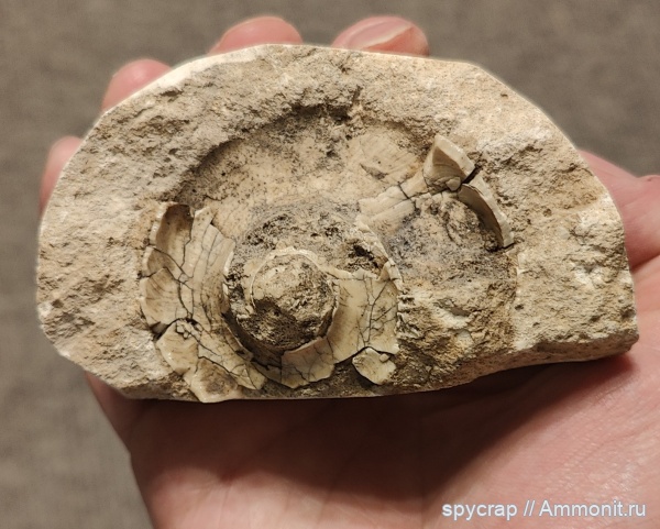 гастроподы