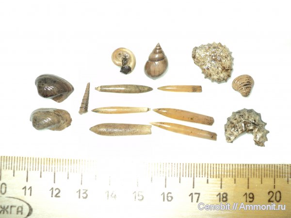 Astarte, Clathrobaculus, Grammatodon, Pictavia, Hibolithes, Plicatula