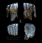 Фрагмент зуба мамонтенка