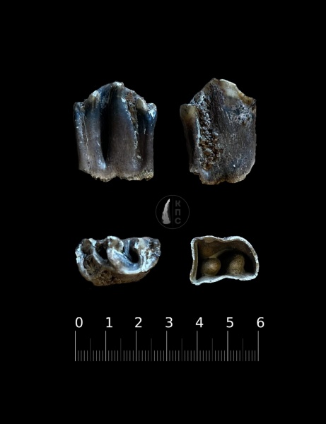 зубы, плейстоцен, мамонтовая фауна, бизоны, кайнозой, четвертичный период, степной бизон