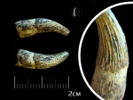 Зуб плезиозавра