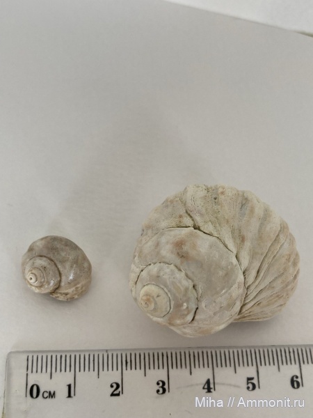 моллюски, сармат, Barbotella