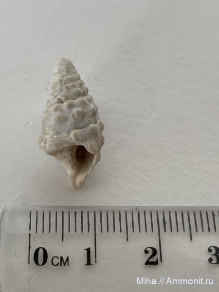 моллюски, сармат, Gastropoda