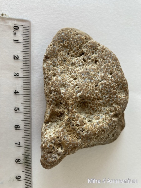 кораллы, кишечнополостные