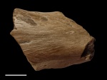 Фрагмент челюсти ихтиозавра