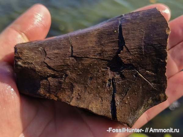 водные рептилии, плезиозавры, плиозавры, кости, кости рептилий