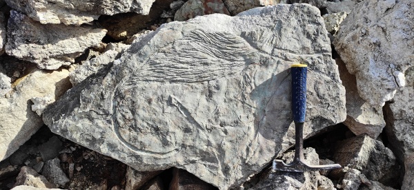 Zoophycos, Вологодская область, подольский подъярус