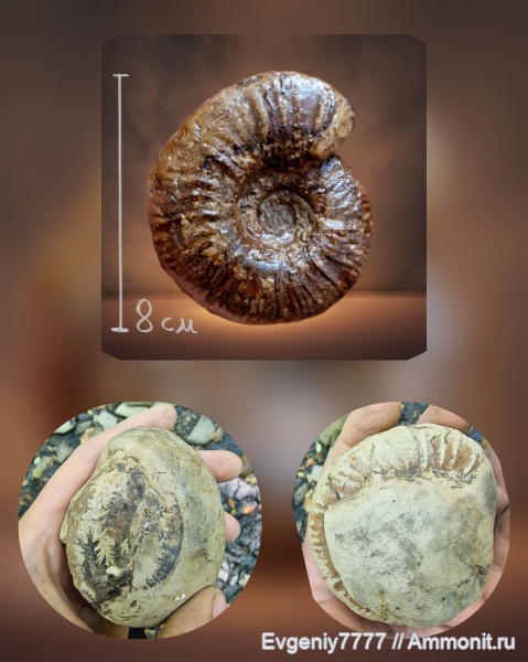 аммониты, гетероморфные аммониты, головоногие моллюски, Crioceratites, Краснодарский край, heteromorph ammonites