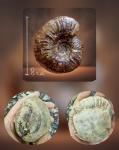 Аммонит Crioceratites