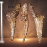 Зуб акулы Striatolamia.