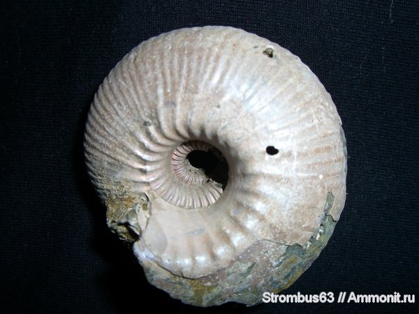 аммониты, Cadoceras, р. Волга, Cadoceratinae, Cardioceratidae, Ammonites