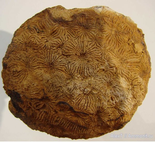 нижний мел, Крым, готерив, колониальные кораллы, Scleractinia, Hauterivian, Lower Cretaceous