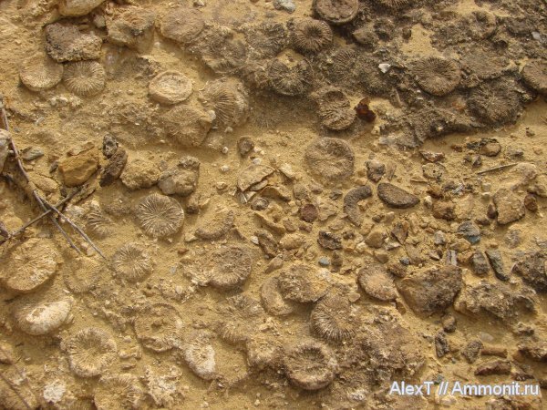 кораллы, нижний мел, Крым, готерив, Scleractinia, Hauterivian, Lower Cretaceous