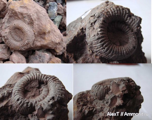 аммониты, Крым, тоар, нижняя юра, Catacoeloceras crassum, Catacoeloceras, Ammonites, Dactylioceratidae, Toarcian, Lower Jurassic
